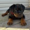 rottweiler puppies for sale