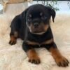 rottweiler puppy for sale