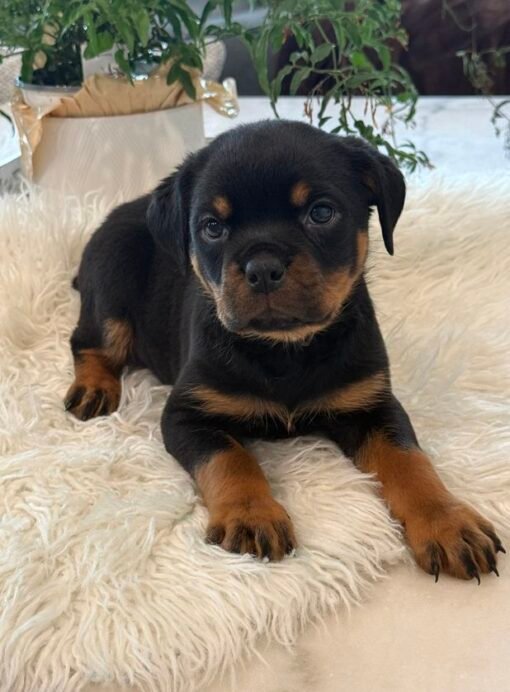 rottweiler puppy for sale