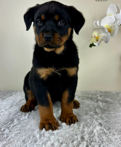 rottweiler puppy breeder